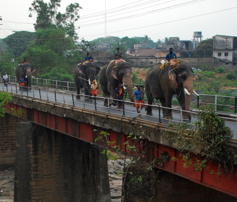 Elephants walking from one festival place to another--a scene from early 2000s